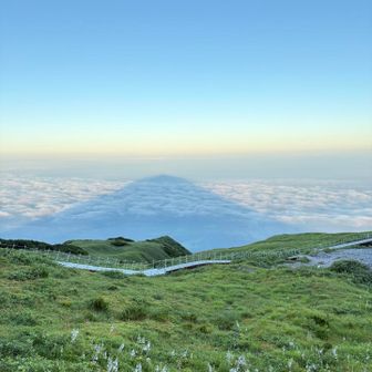 影大山とオオバギボウシの群生