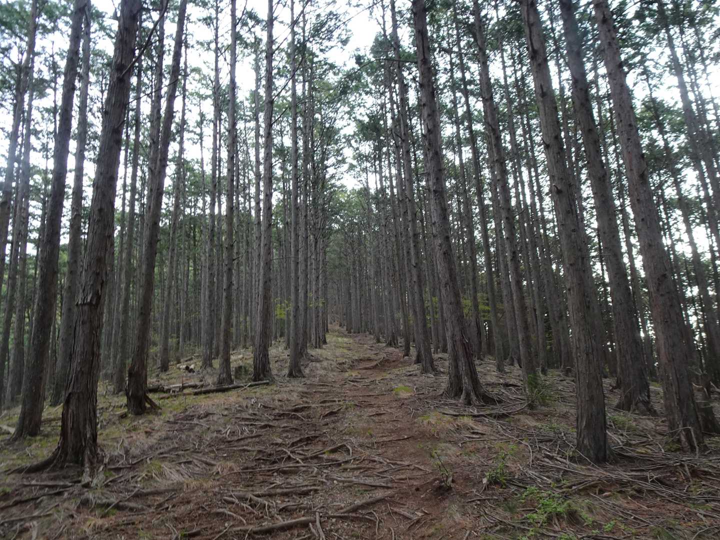 序盤でペースを掴みやすい道
平日は4時の高速ＩＮが自身には必須、早過ぎる登山口着もアレなので途中で高速を降りて下道も利用・深谷市の渋沢栄一記念館の近くを通ったりでその土地の様子も少しはわかるのでアリですね
山田うどん、店舗多し😁