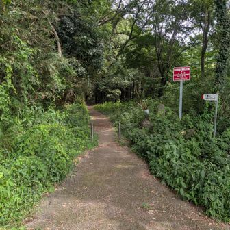久しぶりの登山、木陰は風が心地よかった