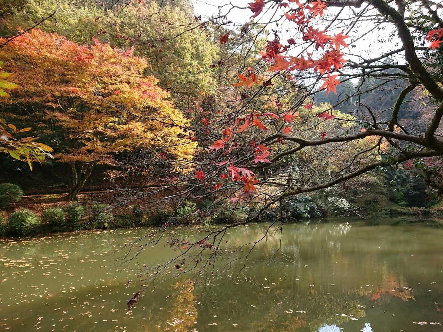 ほどなく池に到着🍁