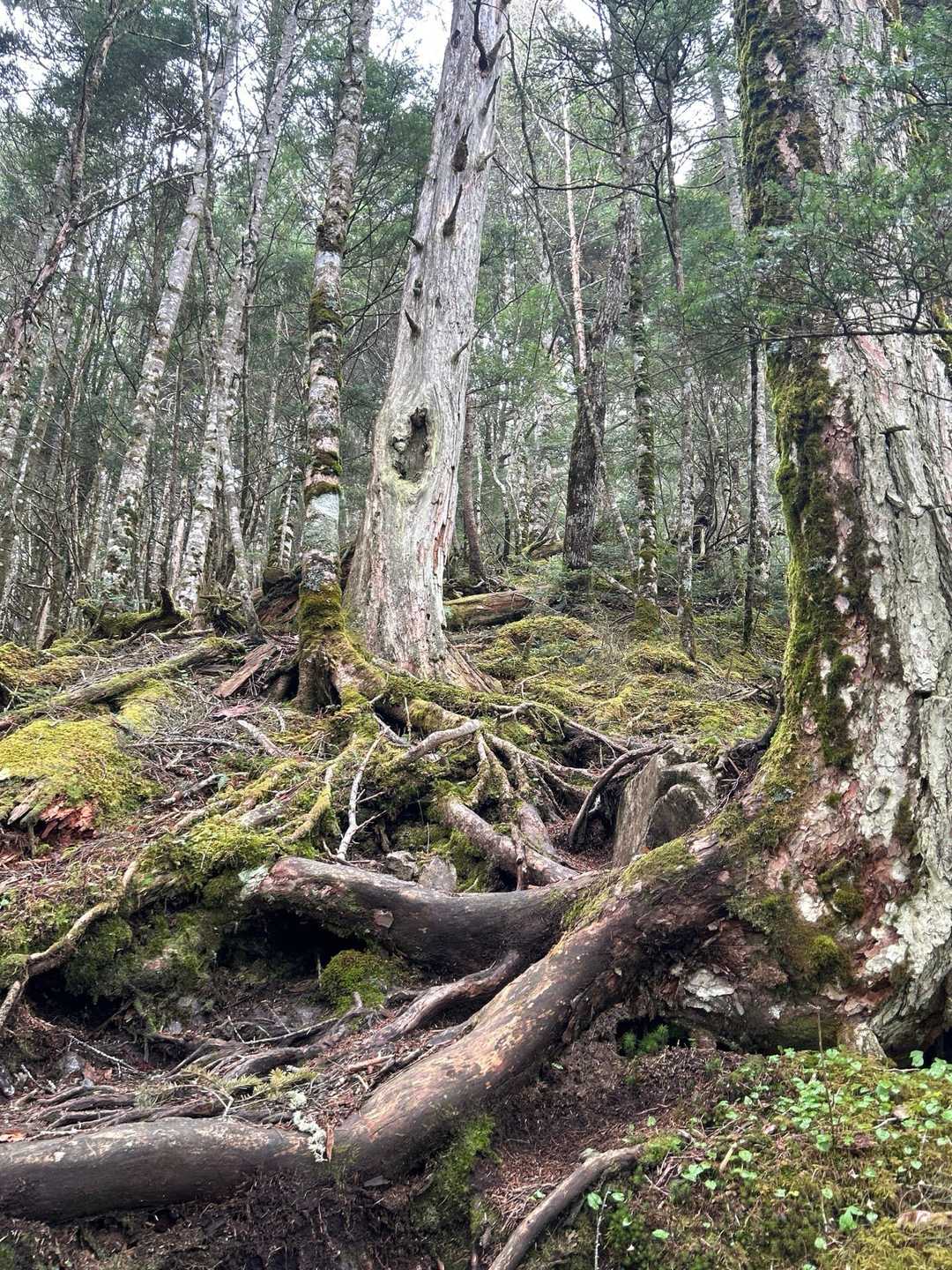 御座山へはけっこうな急登😵
