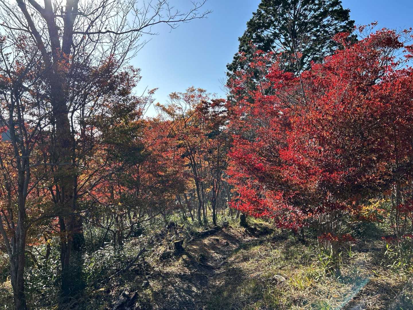 天気も良く紅葉が映える