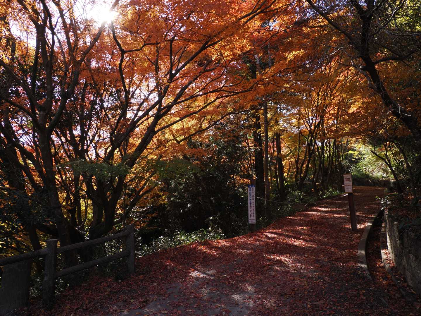 おじさん🦍が、今年絶対 大師道の紅葉見たい！と言うので、今日のルートにしたのです