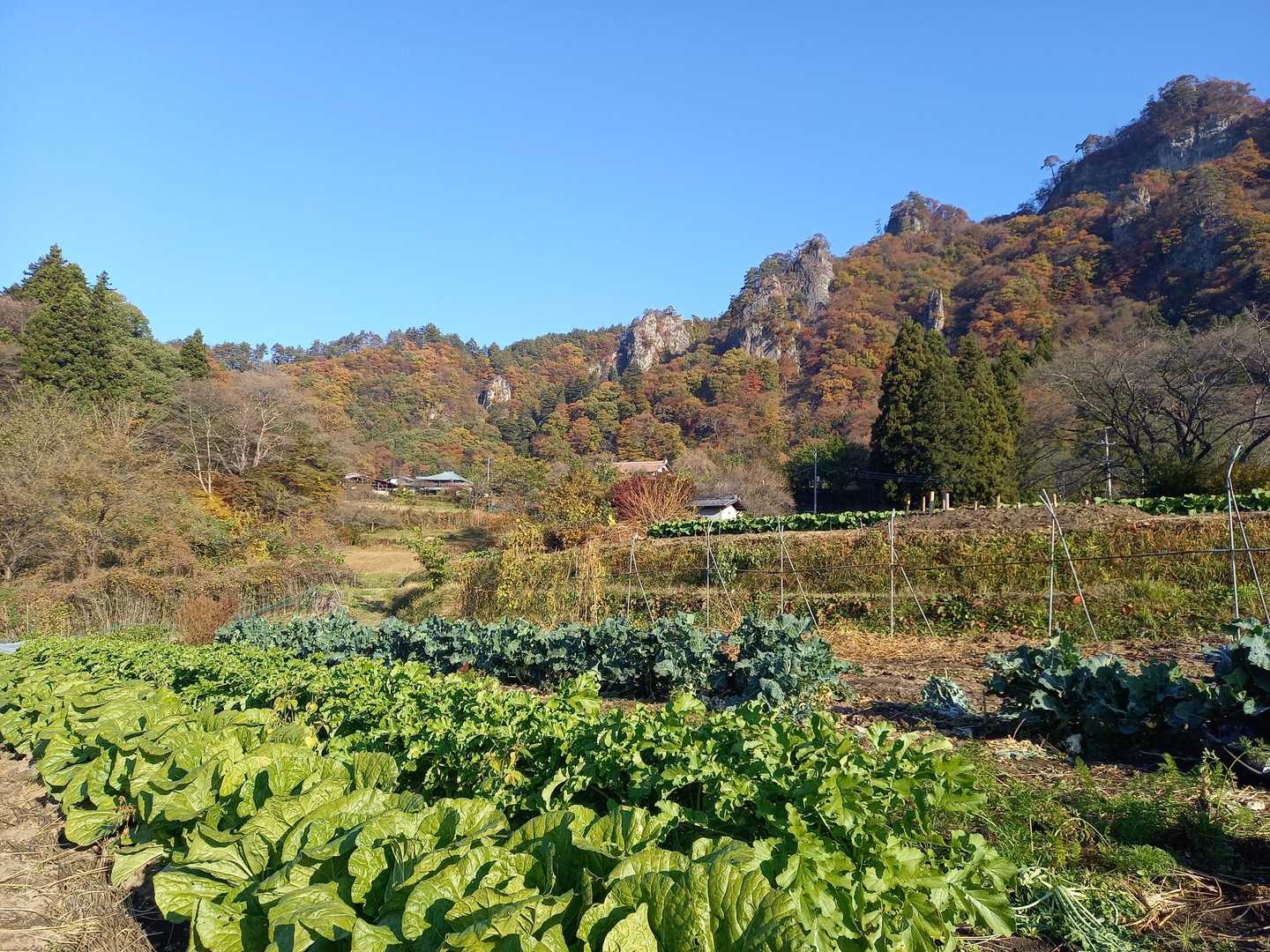 のどかな風景
