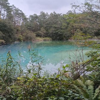 青沼。曇りなのにこの色。