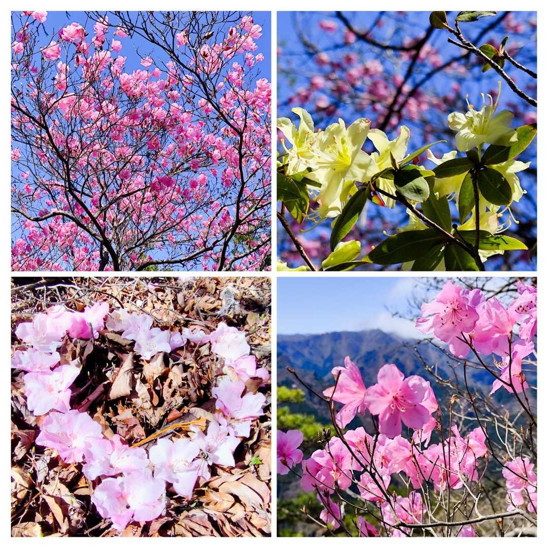 アカヤシオとヒカゲツツジ咲く ひとぼし山 / いっけんさんの登山データ