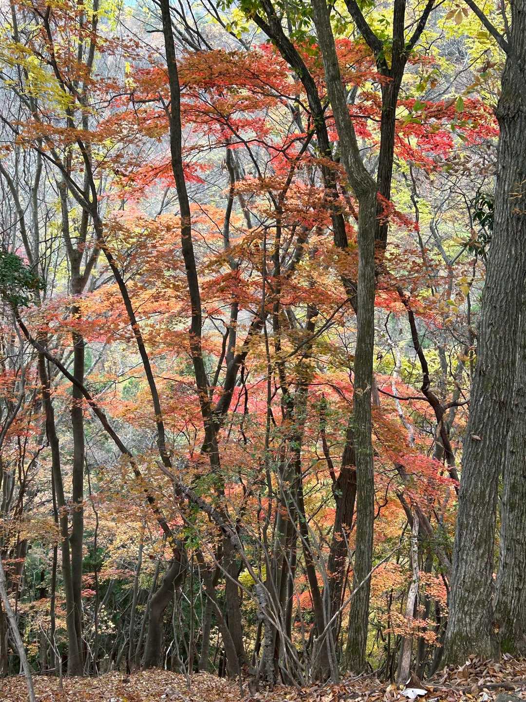 激坂が終わり、やっと紅葉を見る余裕が出てきた