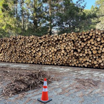 大量の材木が置かれています。