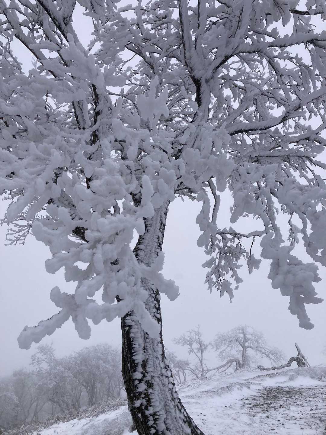 たわわに雪の花といったところ