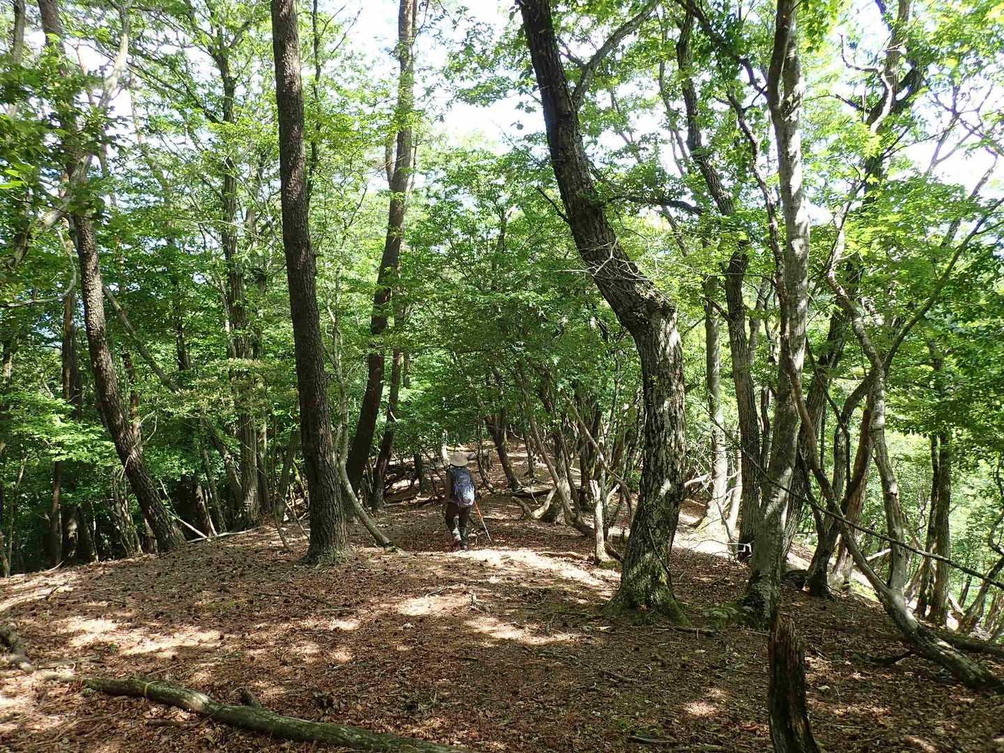 尾根筋に復帰すると開放的な歩きやすい道に戻りました😄