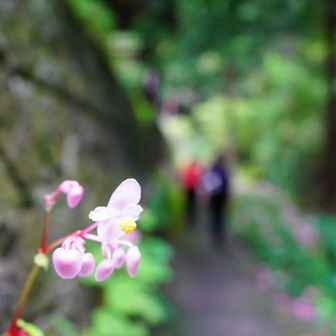 水前寺の脇に咲く