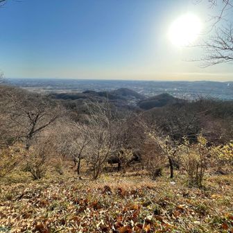 落ち葉か蝋梅かわかり辛い😅