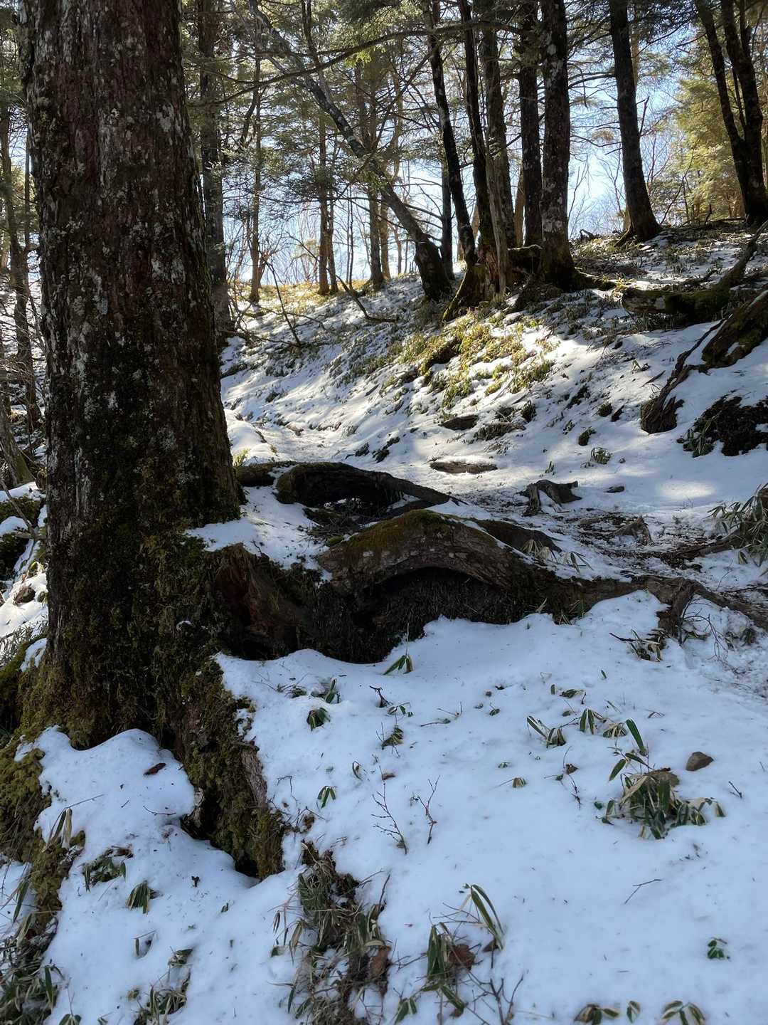 だんだんキツくなってきた。修行系山行になってきた。