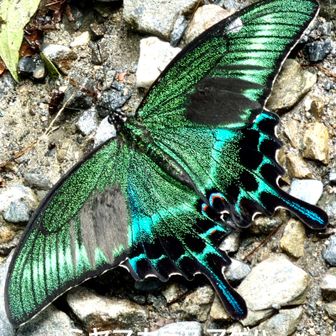 ミヤマカラスアゲハ（深山烏揚羽) 雄
        鱗翅目アゲハチョウ科

　オスには前翅に黒いビロード状の毛がありますがメスにはありません。また、メスはオスに比べて後翅の赤斑が目立ちます