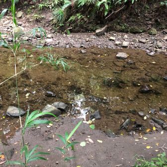 森戸川林道に出るために、森戸川を渡渉しないといけません。雨で増水しているぞ！
このまま靴を脱いで、ジャブジャブ渡っても良いのだけど。。😅
楽に渡れる渡渉ポイントを探すことにします。
