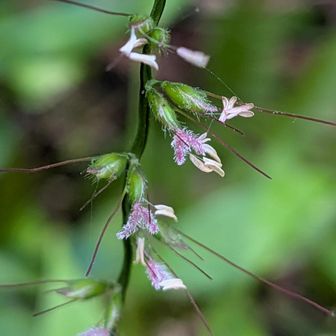 チヂミザサの花