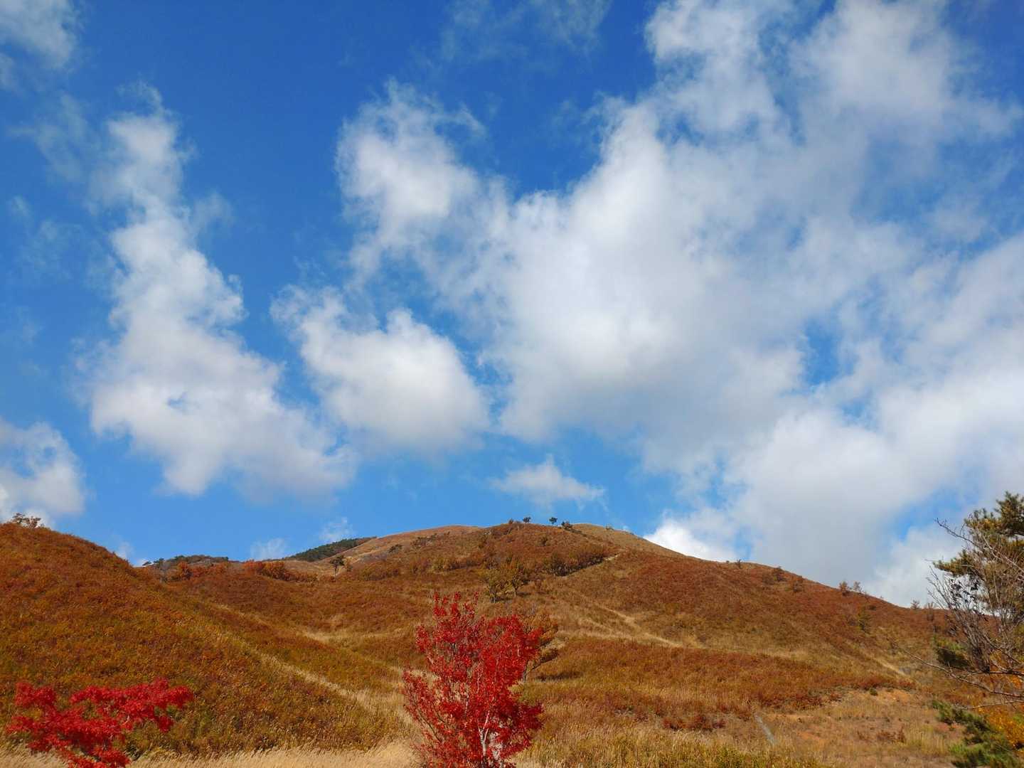 で、安芸太田町の草原の山、深入山にやってきました
会わないとは思いますが、🐻が怖いので、南登山道をピストンします