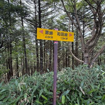 和田山北峰に着いたらしい🙌

標高　1,722m ⛰️

フォロワーさんのレポ見ると、少し登山道外れたところに、山頂標識あるみたい🤔
