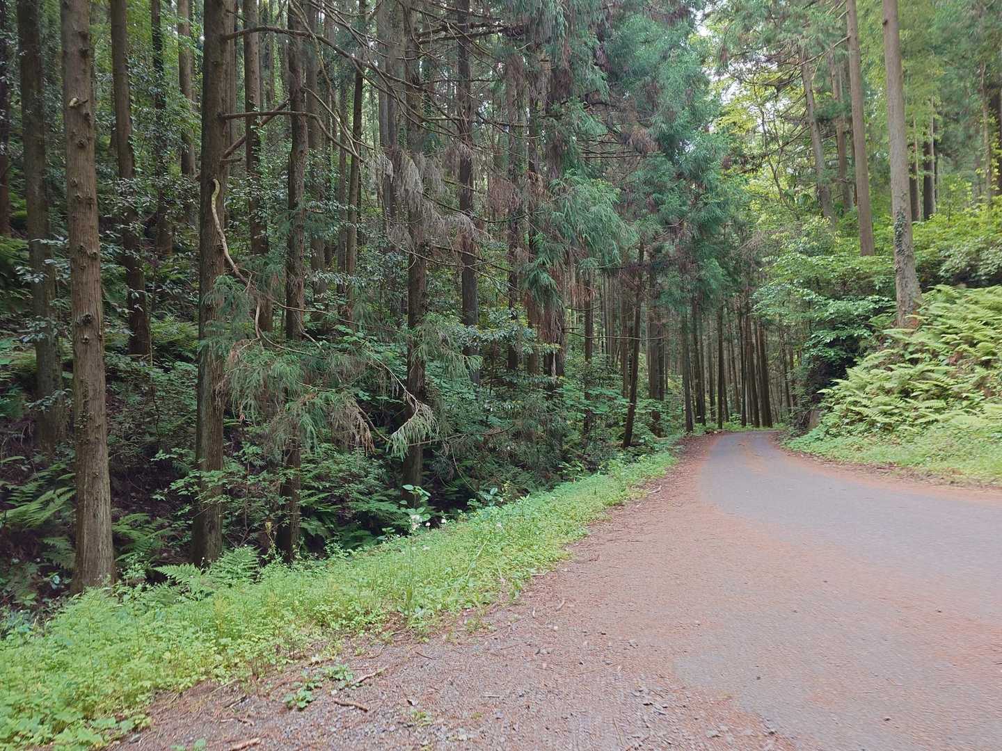 ピストンした方が山道を歩けたな。
こちらロード多し。