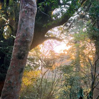 晴れ☀️朝陽が・・・
急げ！