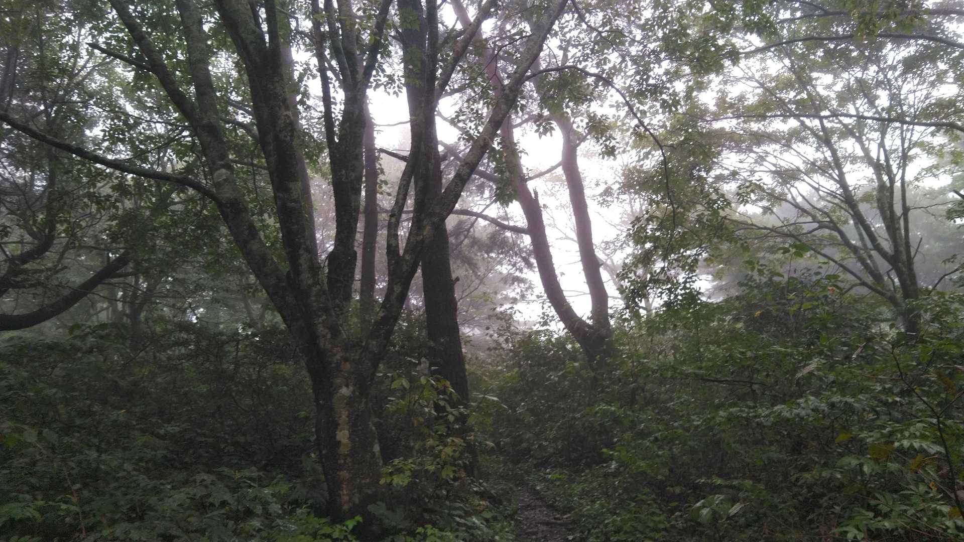 大びらき-階上岳 往復コースの写真