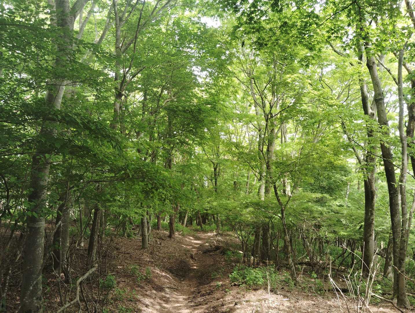 矢倉沢バス停-矢倉沢登山口-矢倉岳-浜居場城址-山北駅 縦走コースの写真