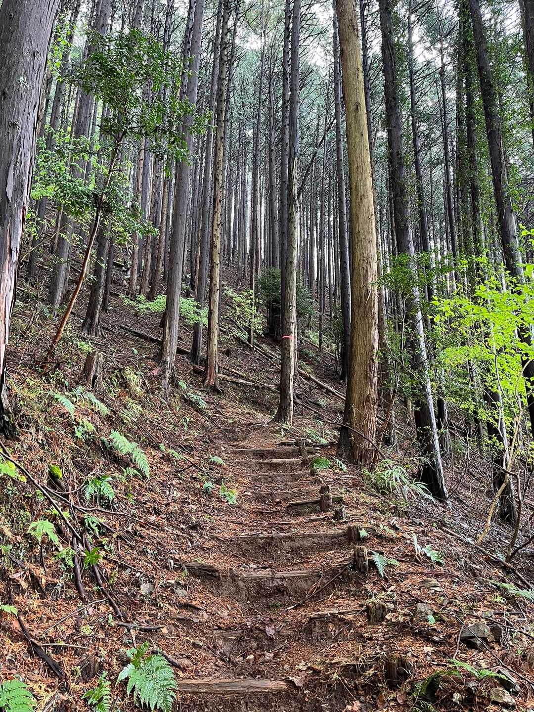 赤雪山登山口-赤雪山 往復コースの写真