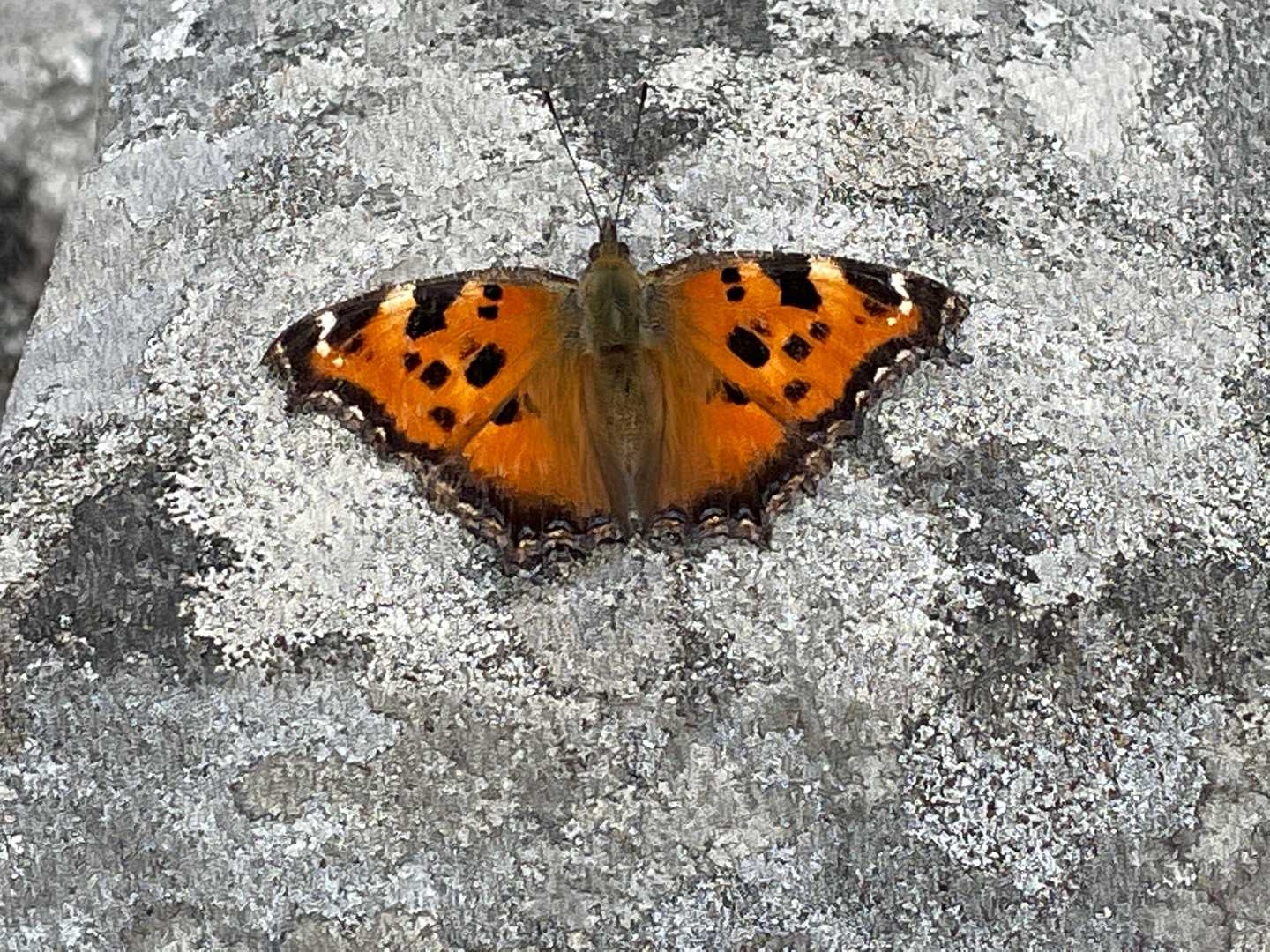 祠にタテハチョウ。日向ぼっこ。