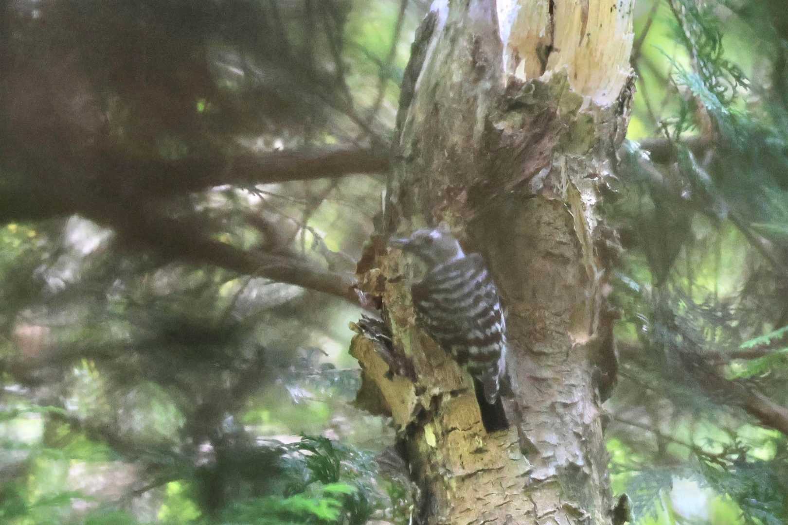 コゲラ
コツコツ〜と森に響いていました。
遠くの枯れた木にいましたが枝被り…
証拠写真です。