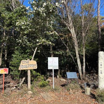 白いサザンカを背景にした山頂