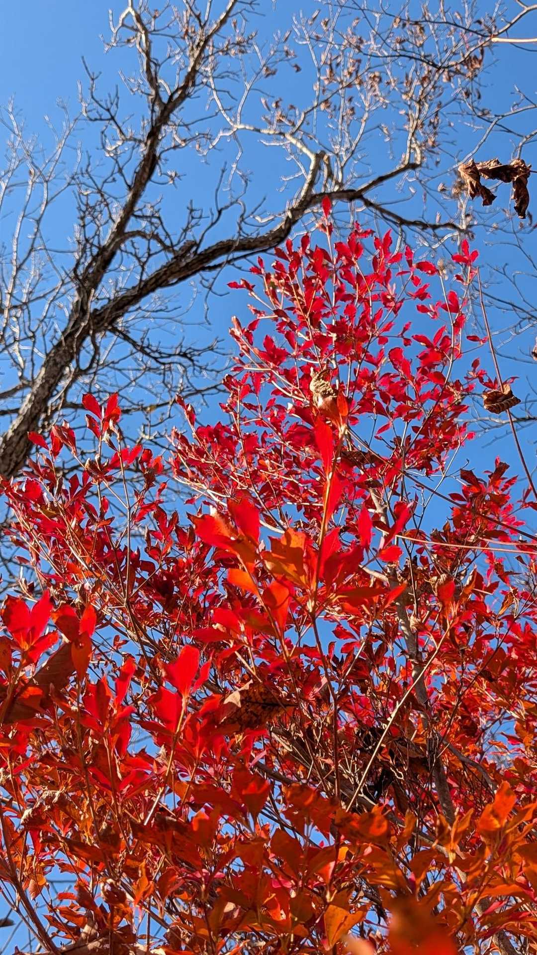 紅葉シーズン真っ盛り🍁