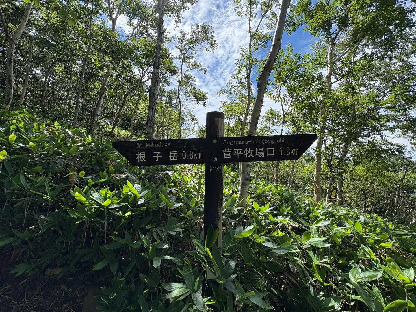 早くも疲れてきて、山頂まで歩けるか不安になってきた…😵‍💫