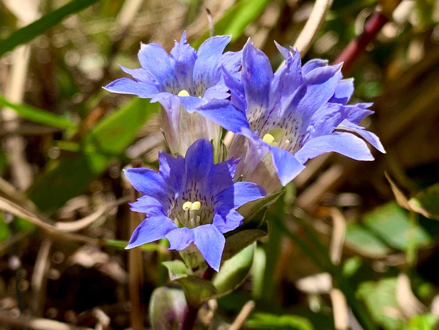 何度も習ったお花…まだ名前覚えてない💧