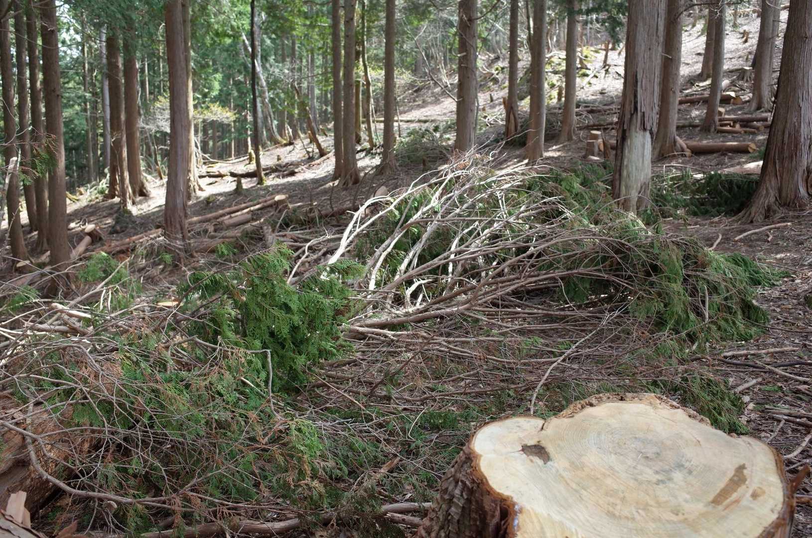 だいぶ登って来ましたが、しっかりと間伐されています。林業の方の踏み跡もあるので、どこを歩いたら良いのか迷ってしまいます。