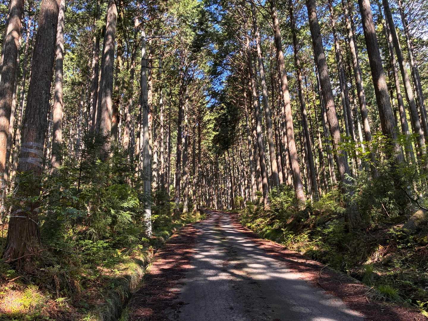 霊仙山権現山登山口-権現山-ホッケ山-小女郎峠 往復コースの写真