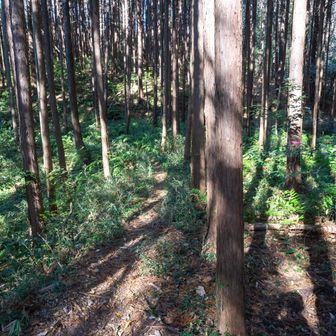 和具山への道が分かりずらい。
フィールドメモに「左の道を進まず右のピンテ方向」と書いてあるけど、
ここのピンテの方向は道がない