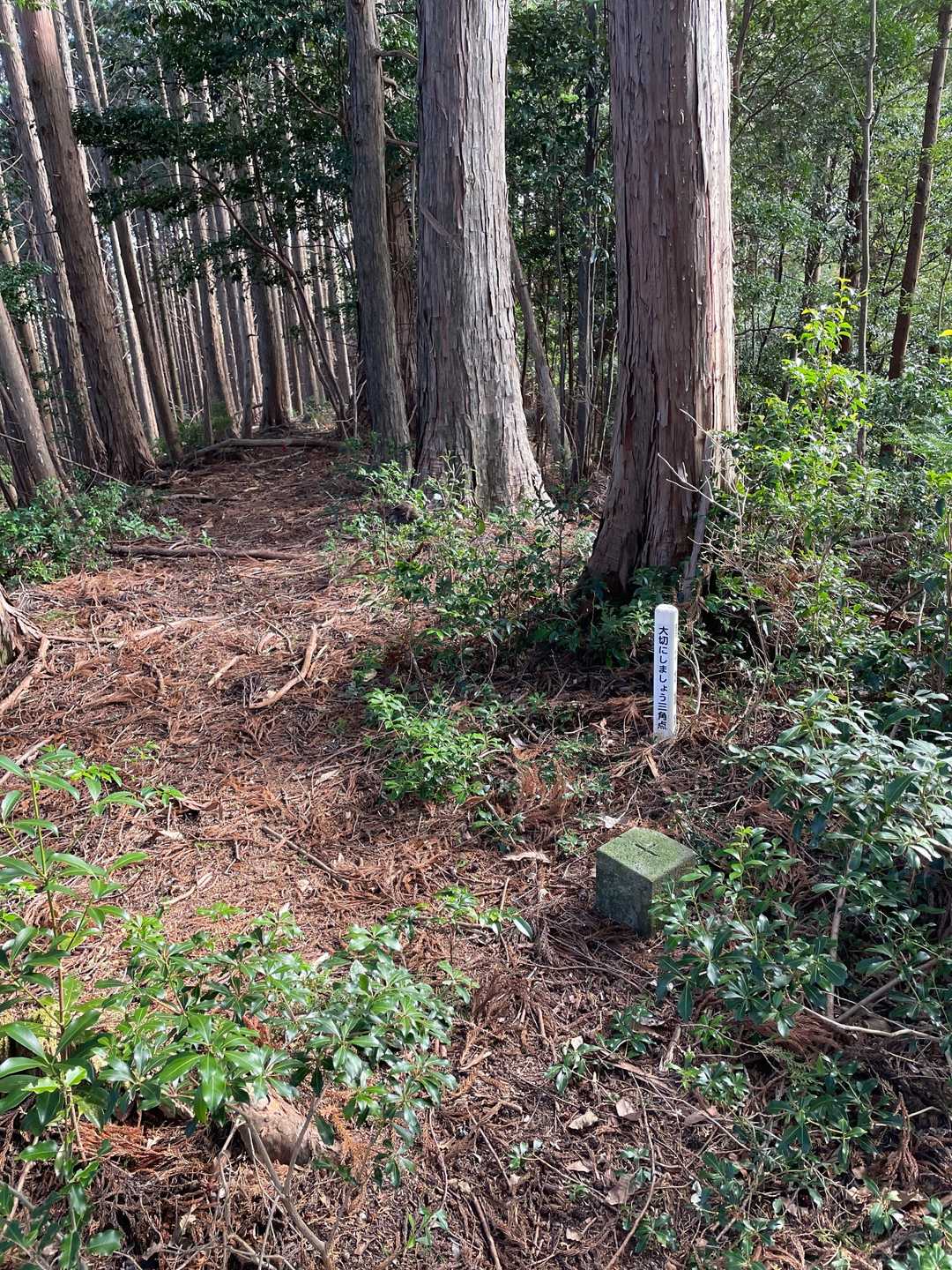 地蔵坊山ピーク。眺望は無し
