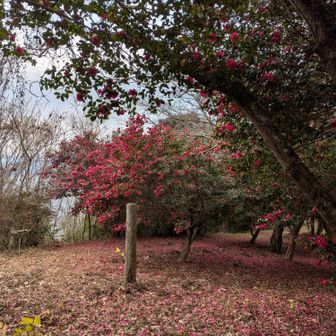 それにしてもサザンカ凄いこの数初めて出会った