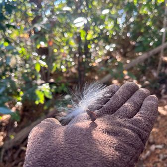 キジョランの種髪（しゅはつ）というそう。
種の形が可愛らしい。