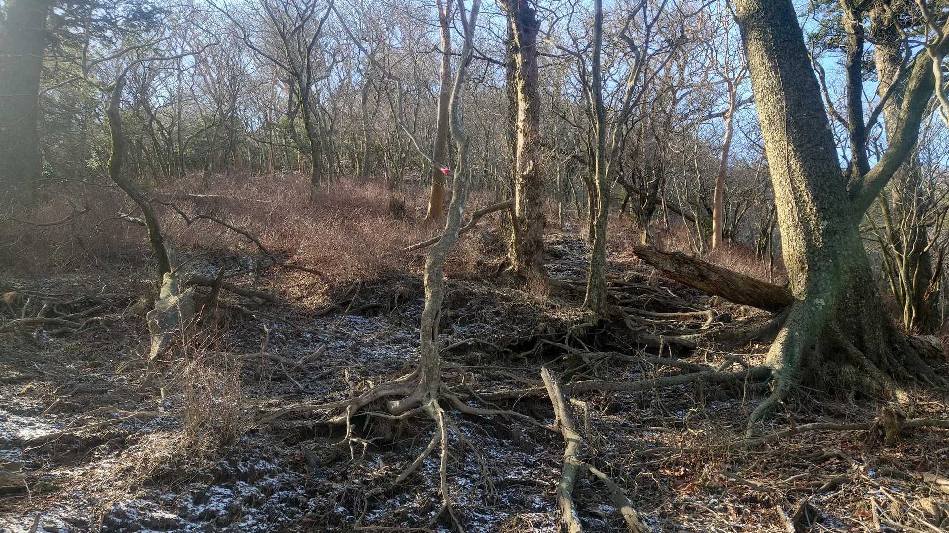 生駒登山口-夷守岳 往復コースの写真