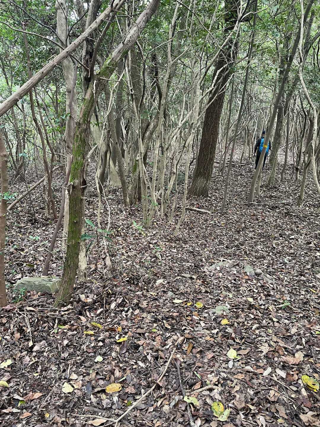 緩やかにアップダウンする尾根
を歩き綾歌龍王山に向かう