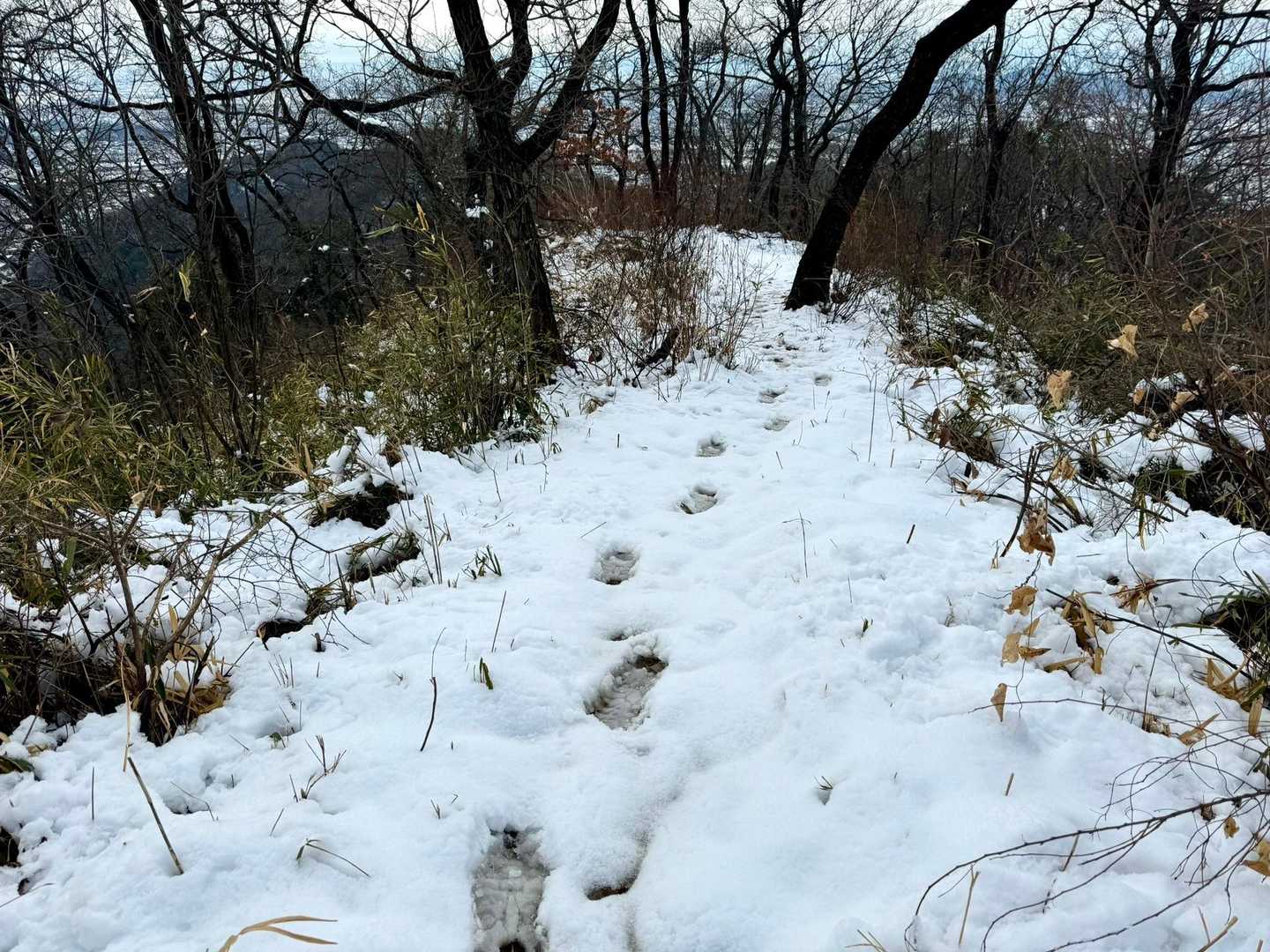 こちら側は、まだ1人しか歩いていない様子🧐
雪も少しふかふかで気持ちいい😊