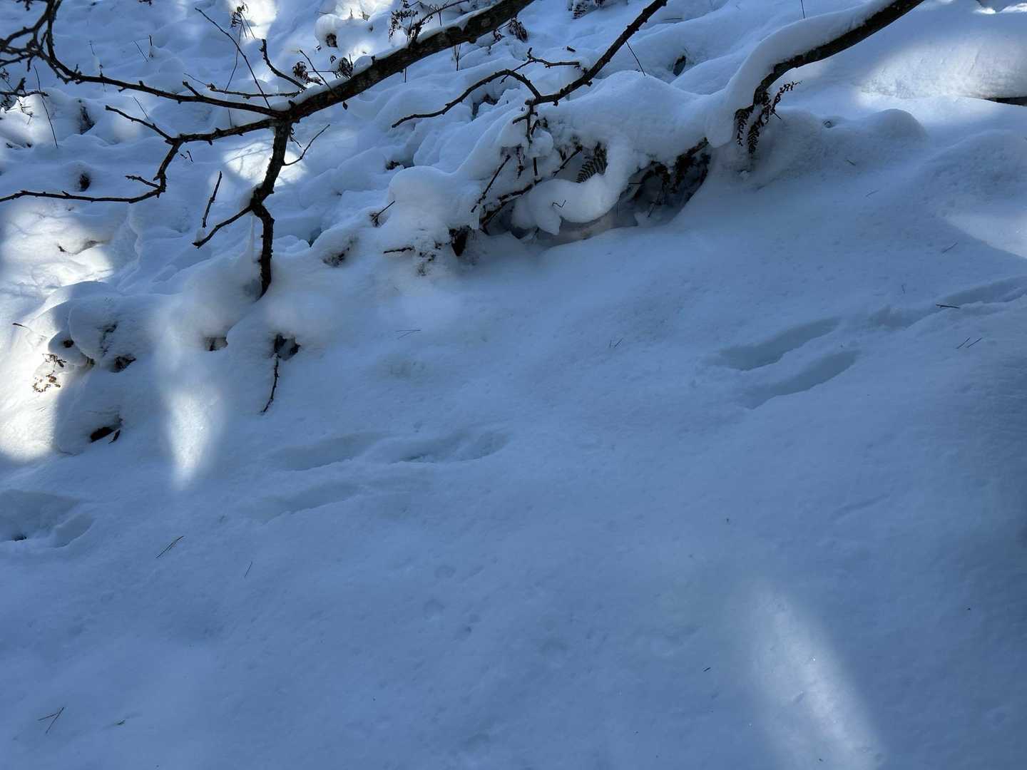 うさぎの足跡です。