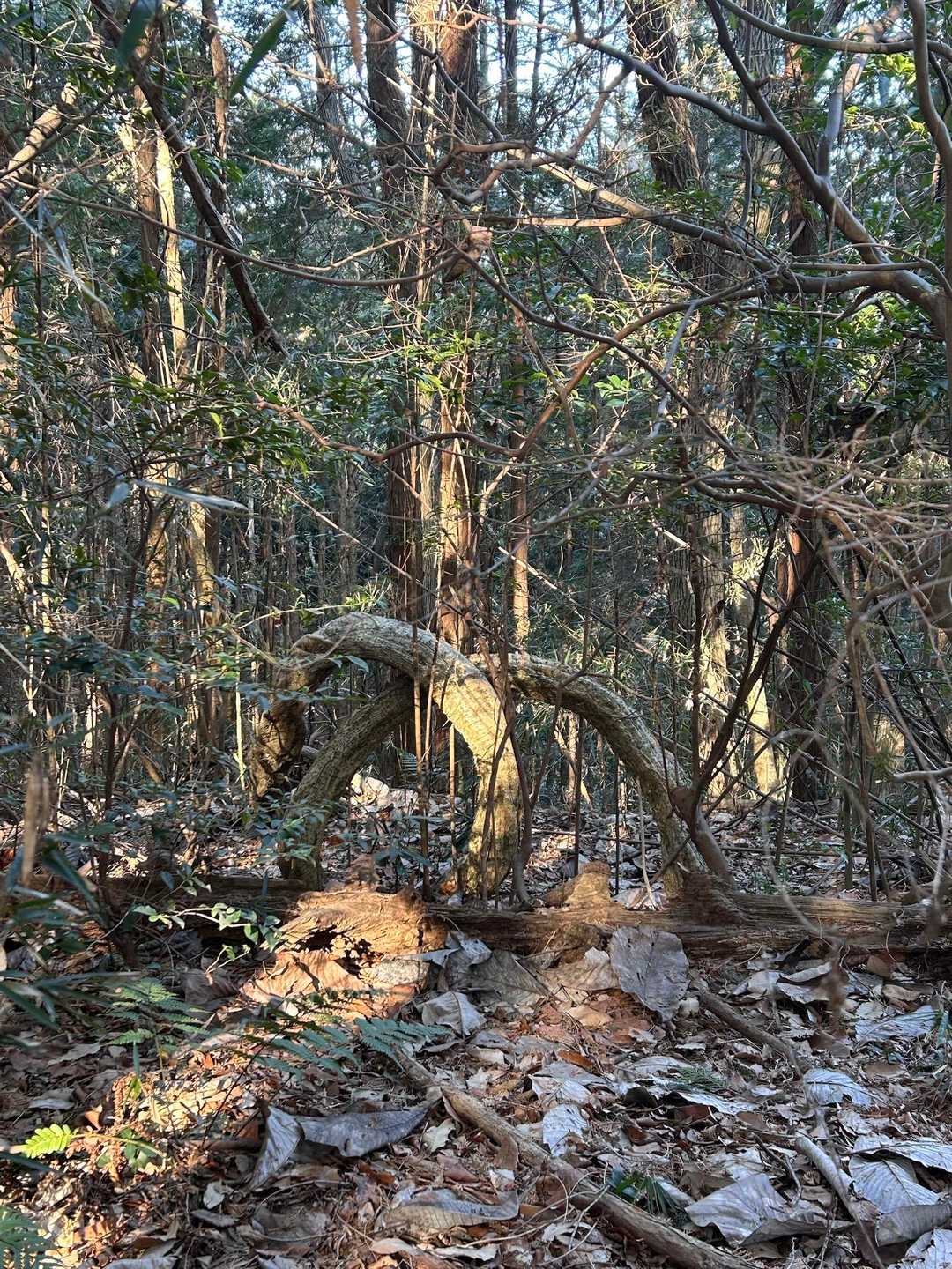岩瀬駅-御嶽山-雨引山-燕山-加波山-一本杉峠-足尾山-き 縦走コースの写真