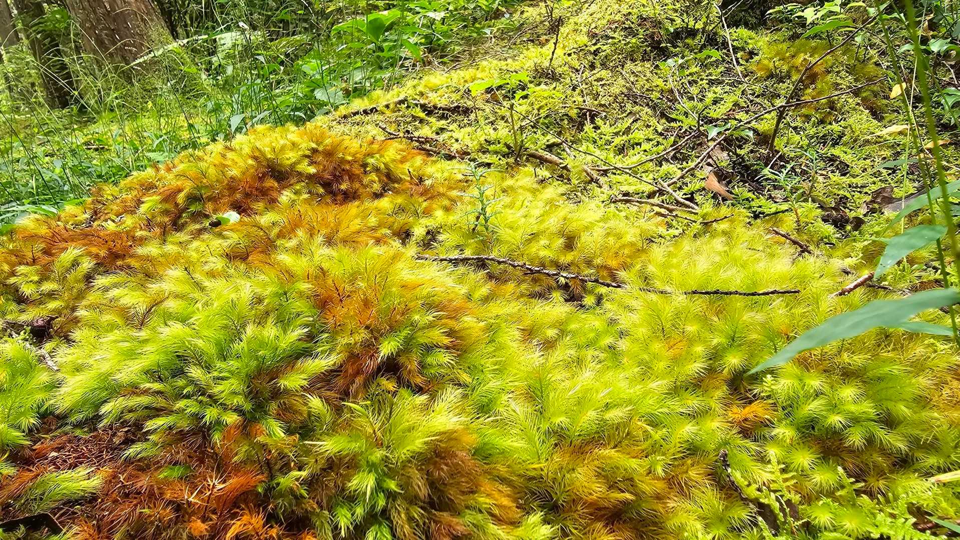 見行山 周回コースの写真