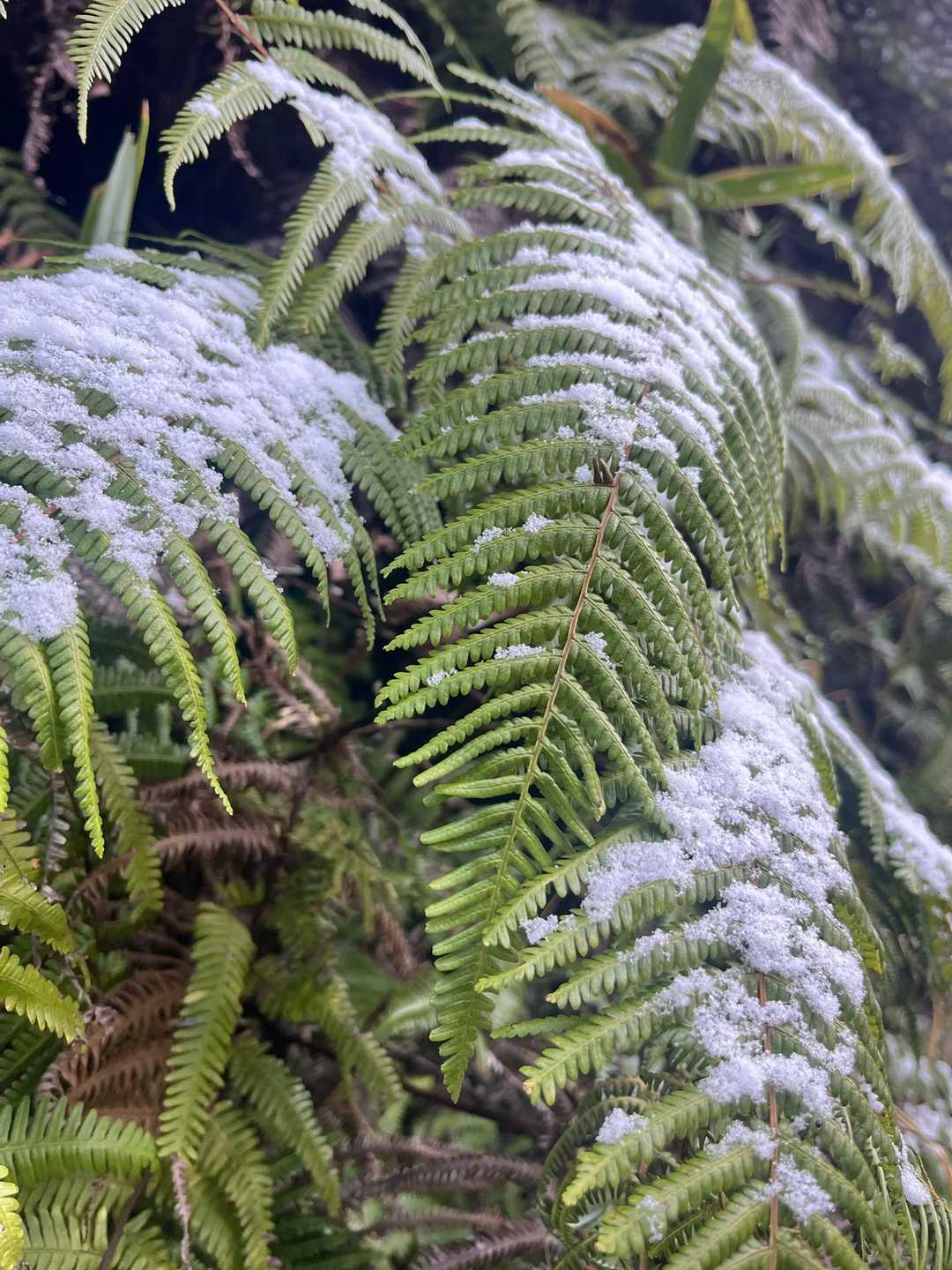 ❄️