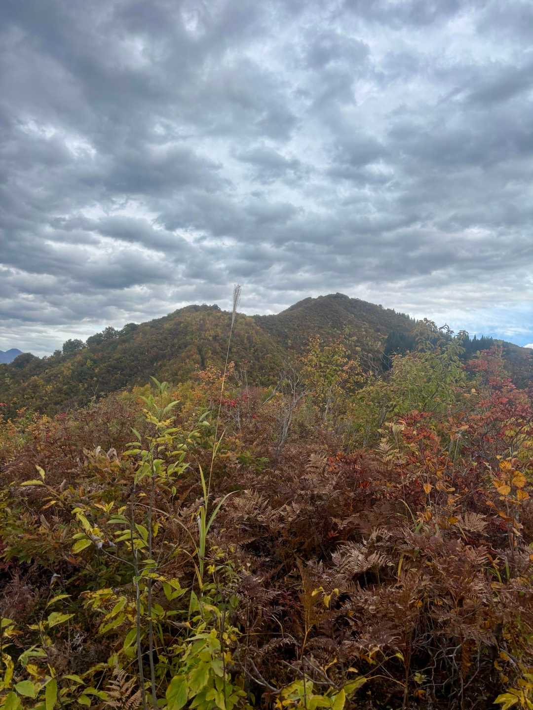響きの森公園登山口-林泉庵登山口-大力山登山口-秋葉神社- 周回コースの写真