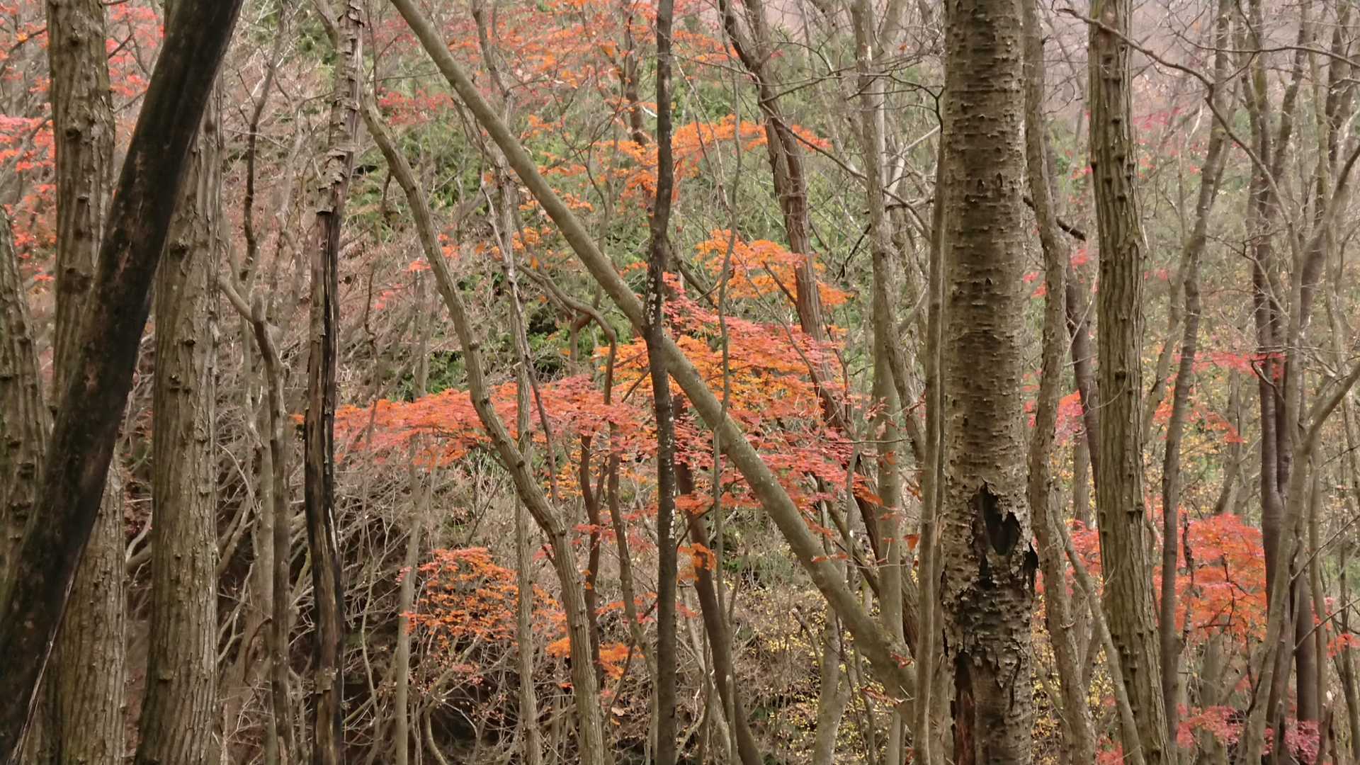 名郷バス停-前武川岳-武川岳-妻坂峠 周回コースの写真