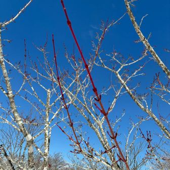 赤い枝っこ🪾