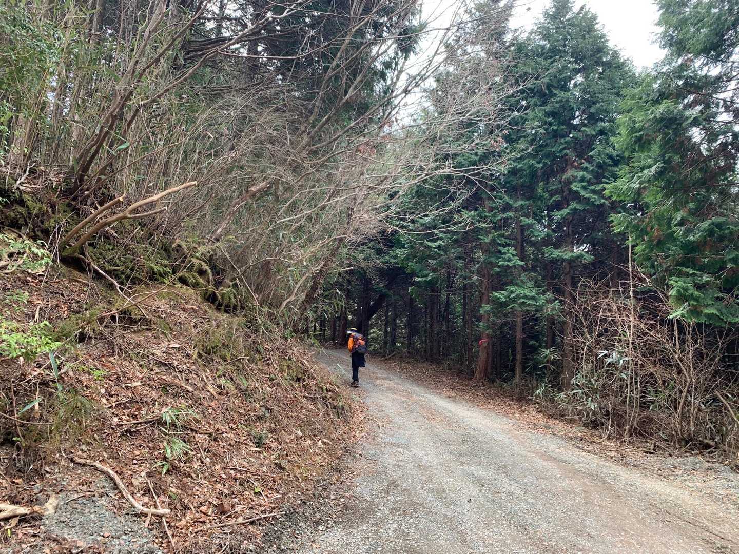 登山口手前に駐車し、少し林道歩きです。
時より風に揺られて、杉と檜から大量の花粉が飛び散ってます💦
雨より嫌かもーーー😱